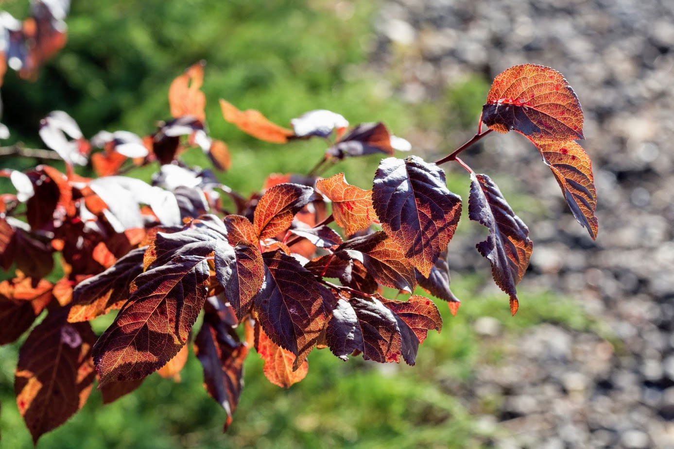 Image of Prunus cerasifera var. pissardii specimen.