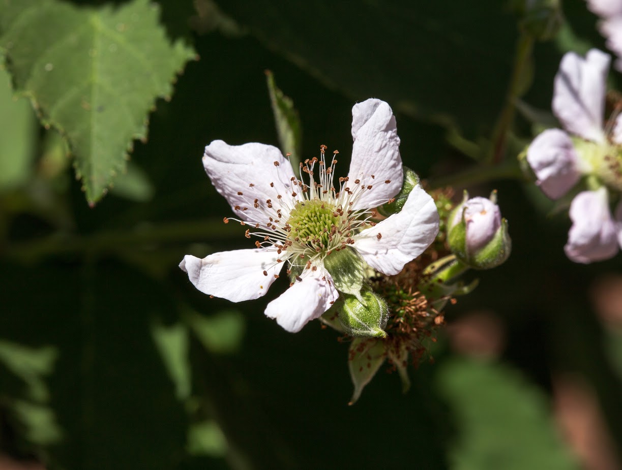 Изображение особи род Rubus.