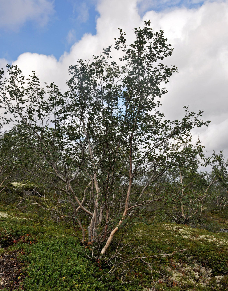 Image of genus Betula specimen.