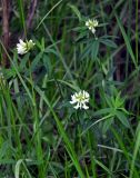 Trifolium lupinaster. Верхушки побегов с соцветиями. Алтай, Катунский хр., берег оз. Среднее Мультинское, ≈ 1600 м н.у.м., опушка хвойного леса. 03.07.2018.