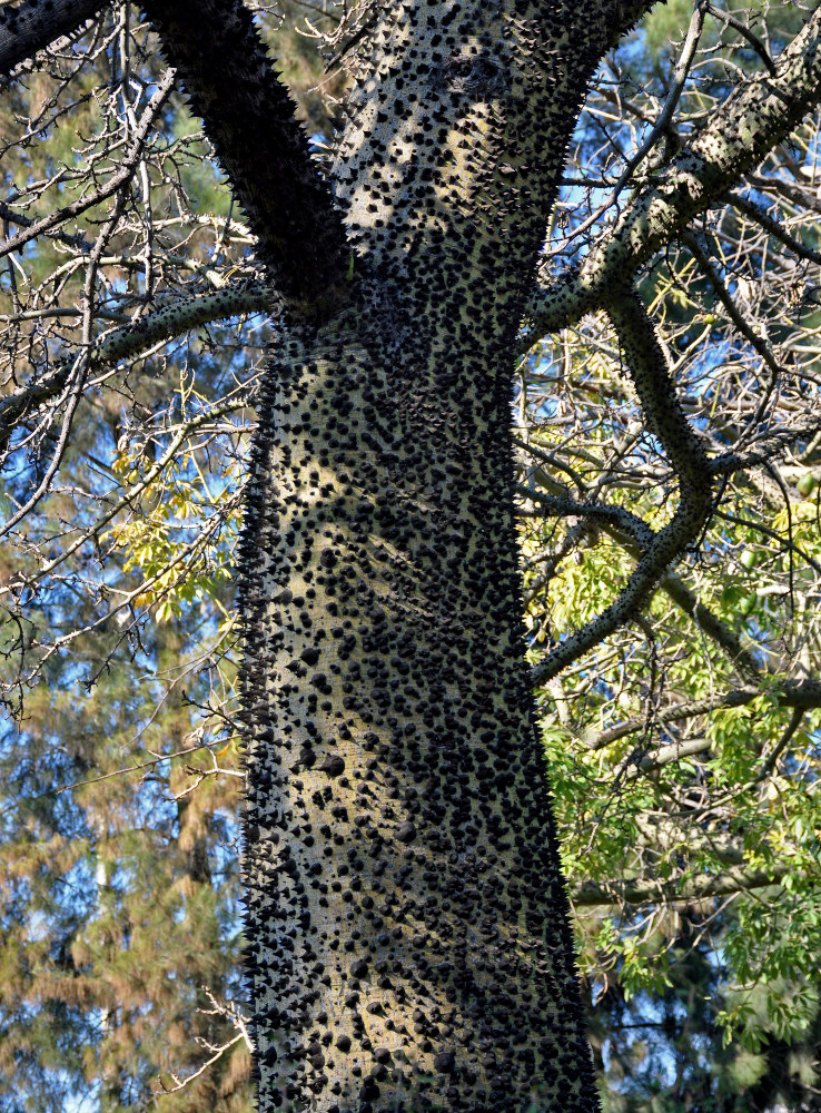 Изображение особи Ceiba speciosa.