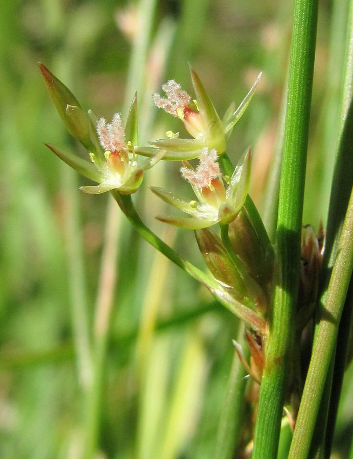 Image of Juncus filiformis specimen.