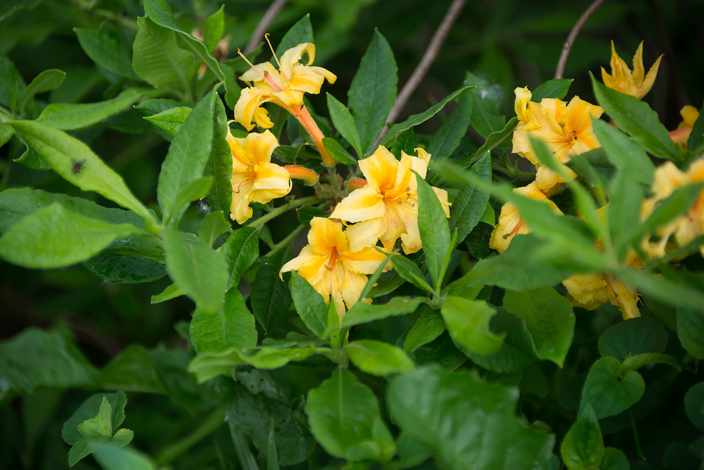 Image of genus Rhododendron specimen.