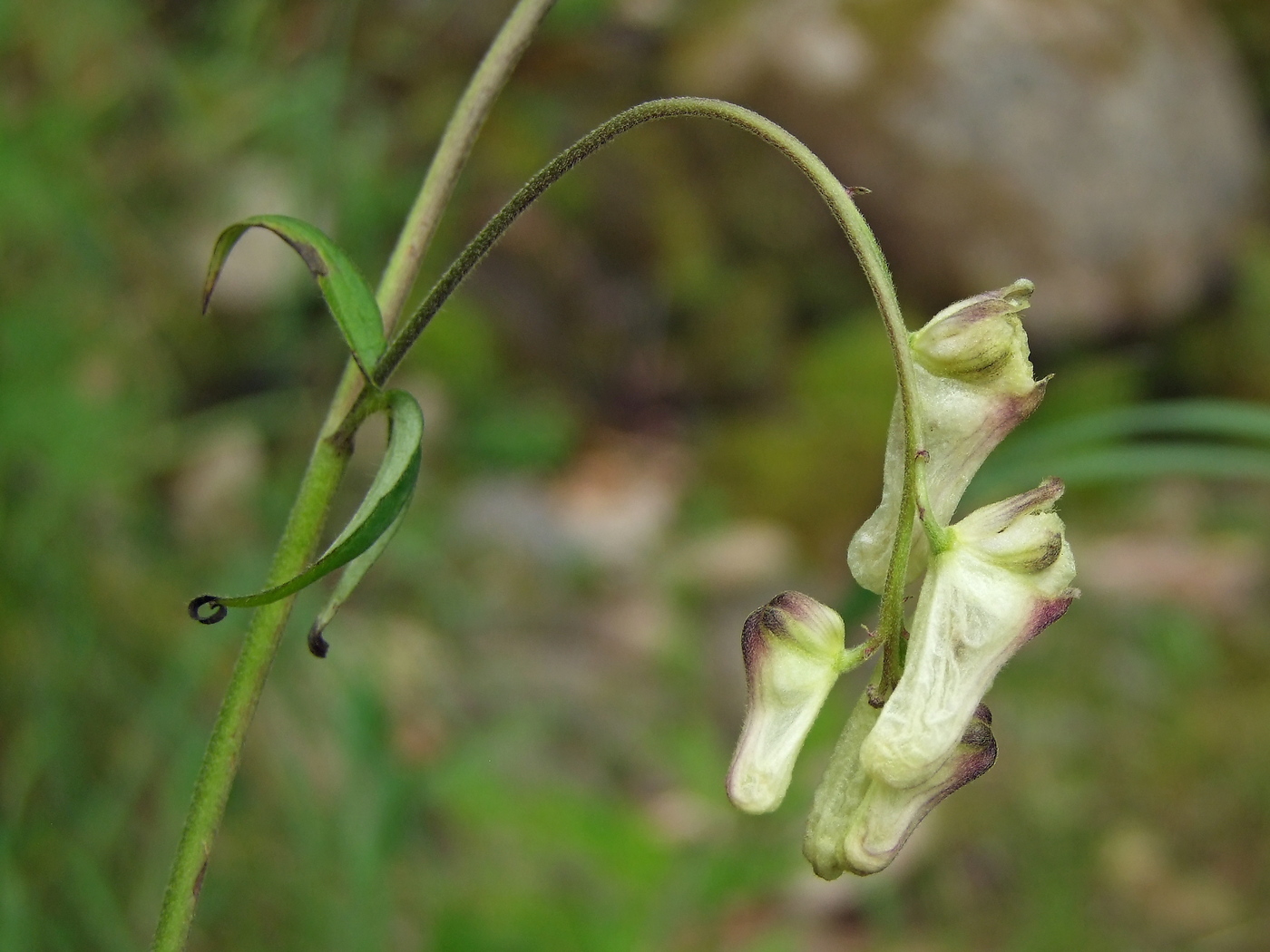 Image of Aconitum ajanense specimen.