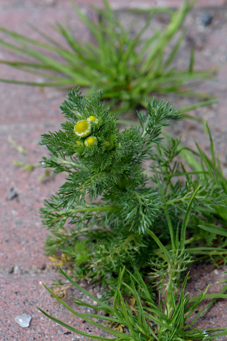 Image of Matricaria discoidea specimen.