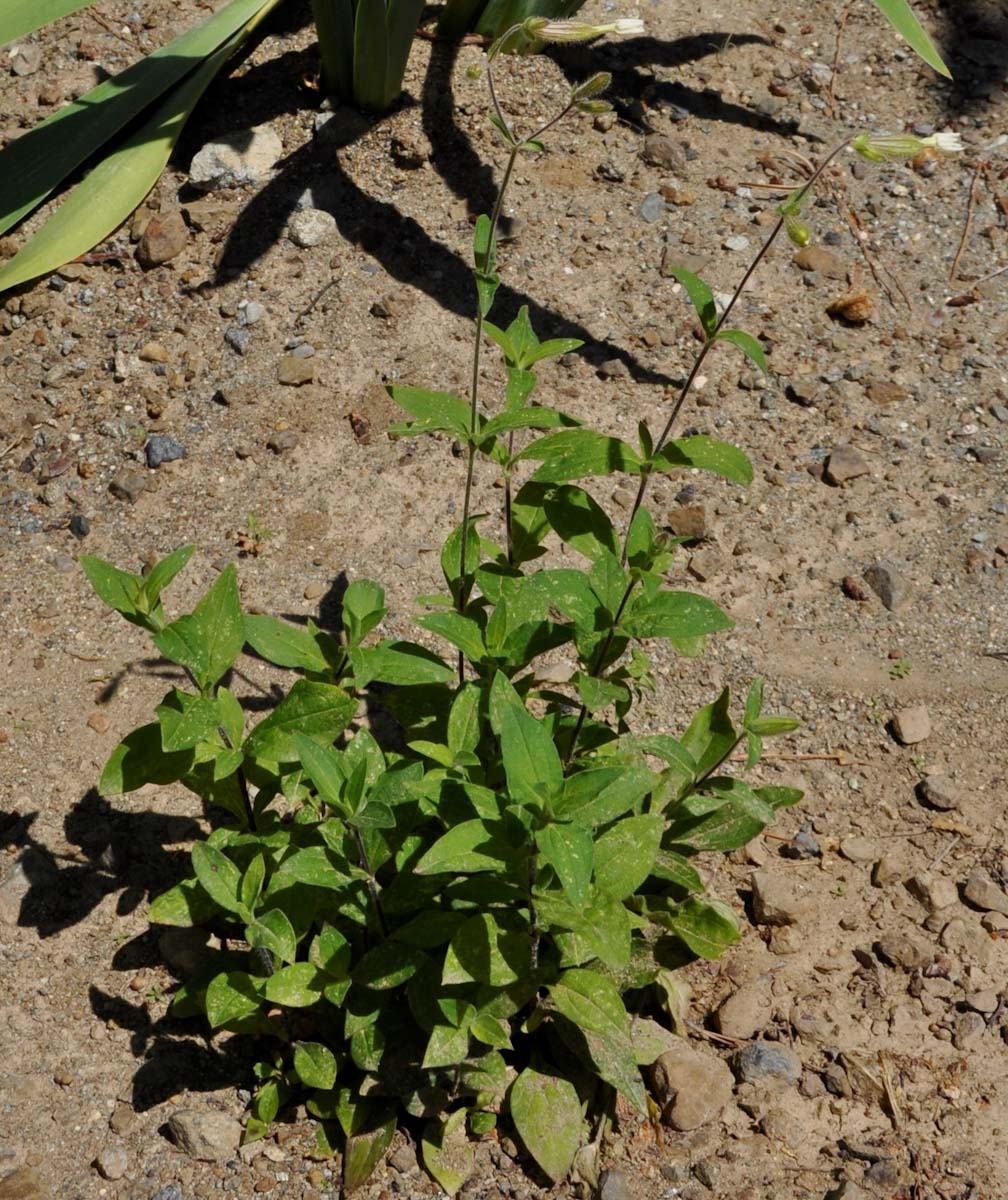 Изображение особи Melandrium latifolium.