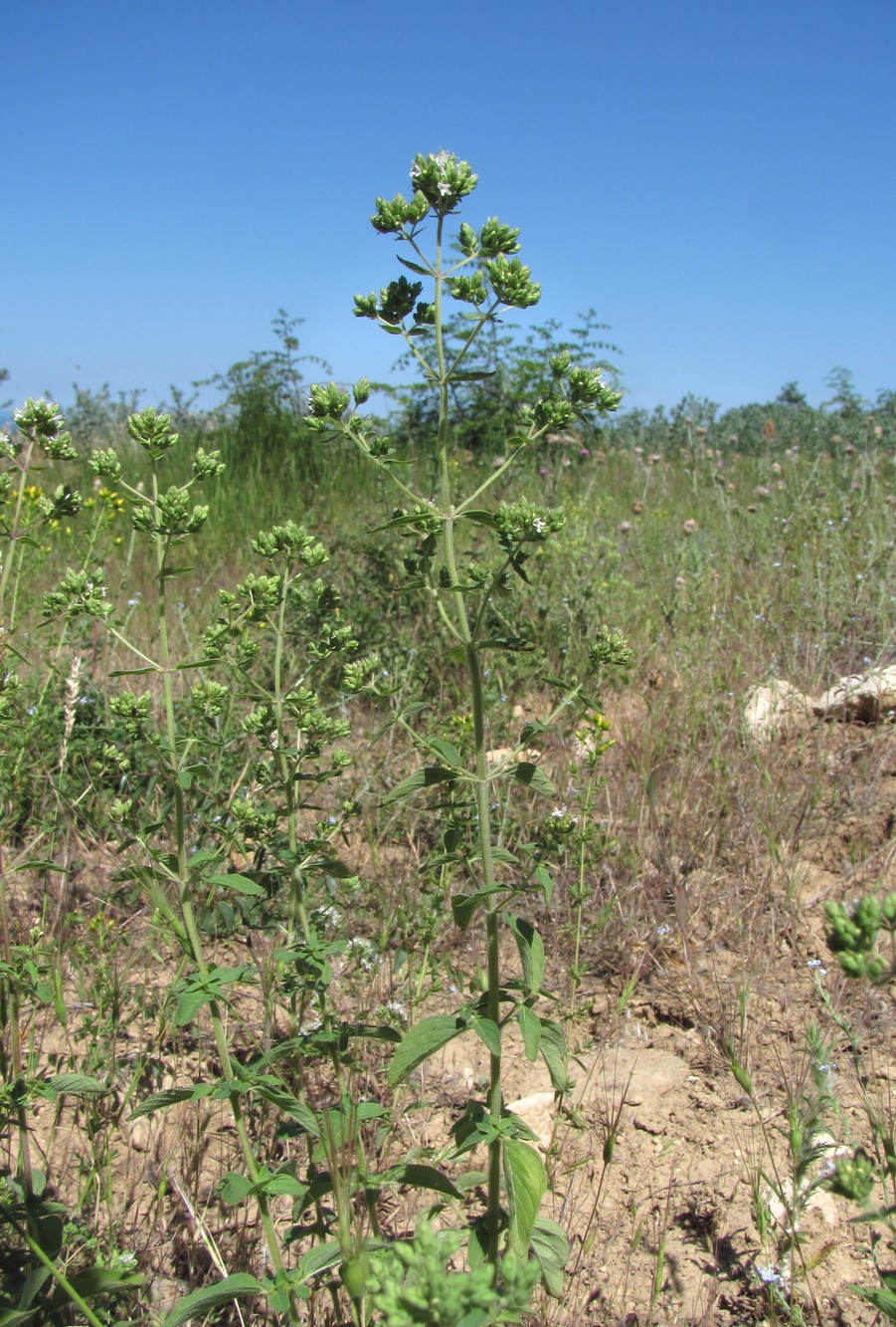 Image of Origanum vulgare ssp. viride specimen.