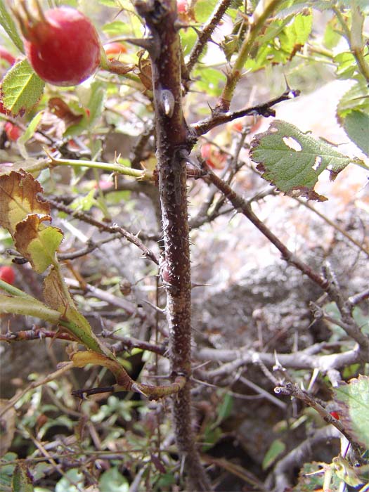 Изображение особи Rosa pulverulenta.