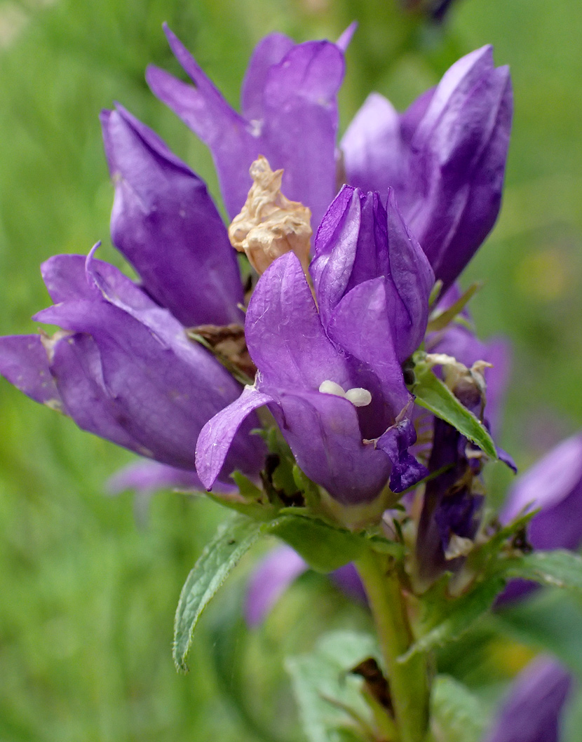 Image of Campanula glomerata specimen.