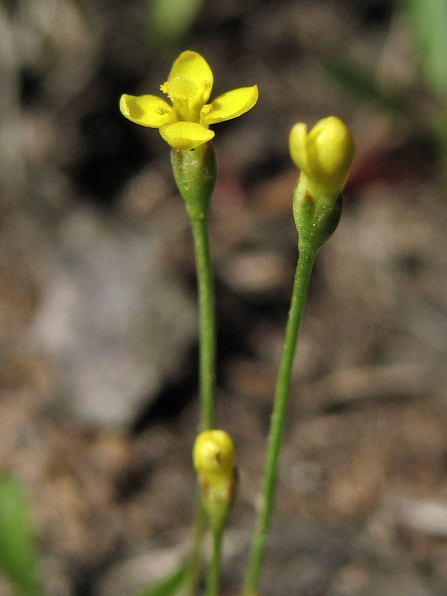 Изображение особи Cicendia filiformis.