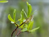 genus Salix. Верхушка побега с соцветием. Среднесибирское плоскогорье, плато Путорана, дол. р. Курейка, склон долины, лиственничный лес с ольховым подлеском. 19.06.2017.