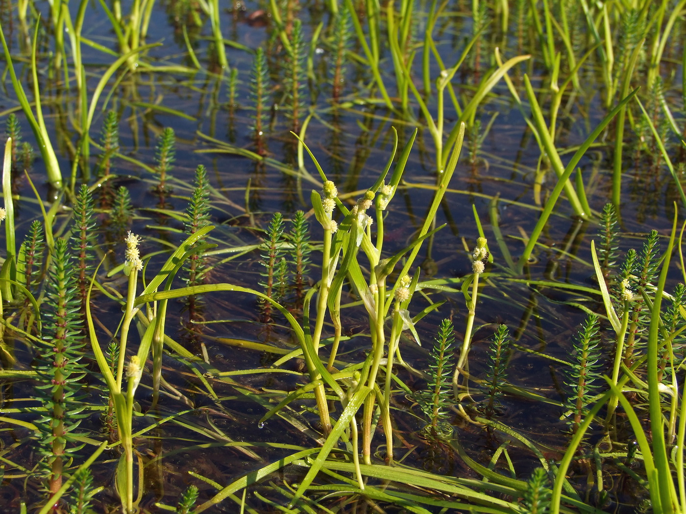 Image of Sparganium hyperboreum specimen.