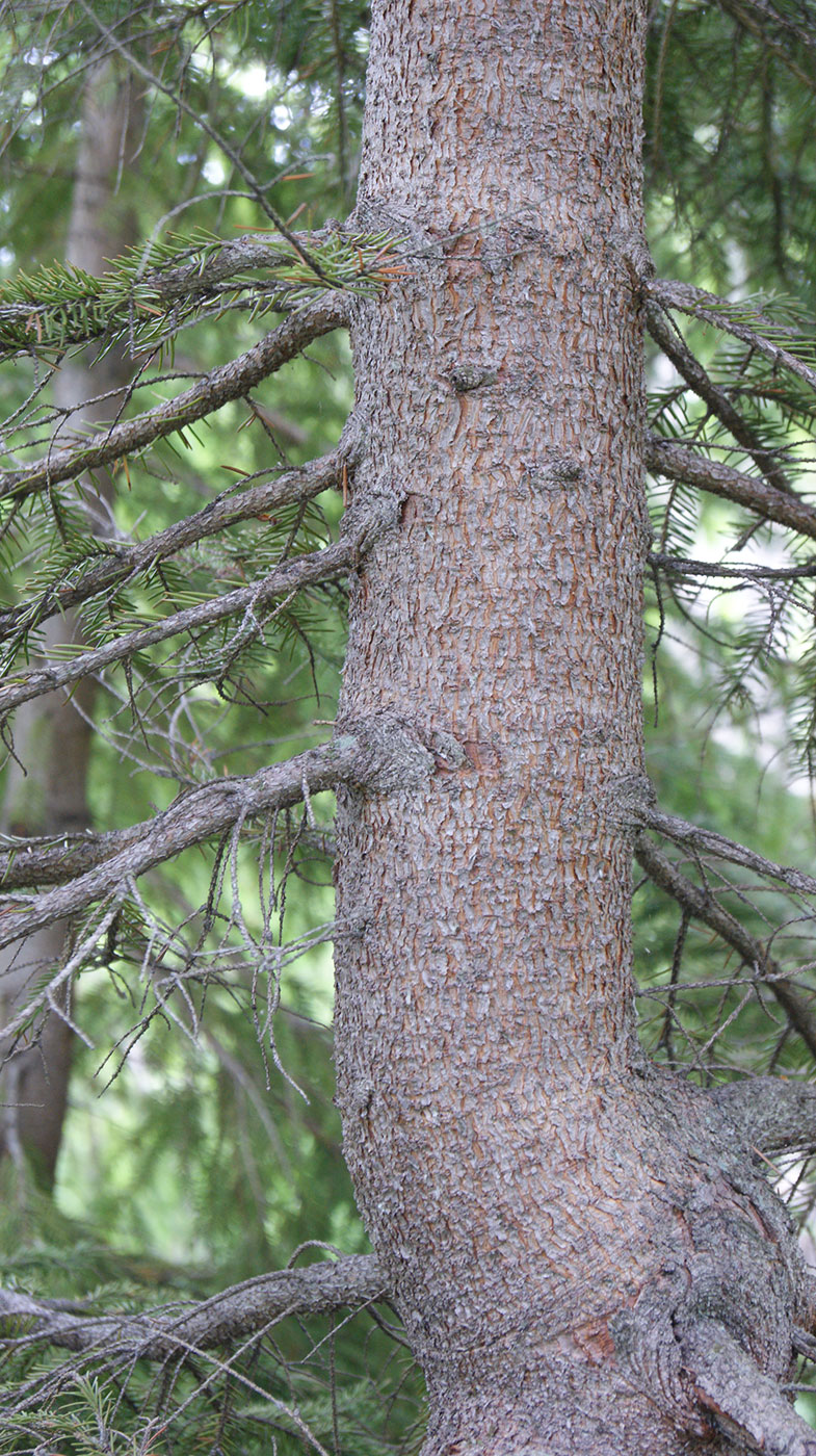 Image of Picea abies specimen.