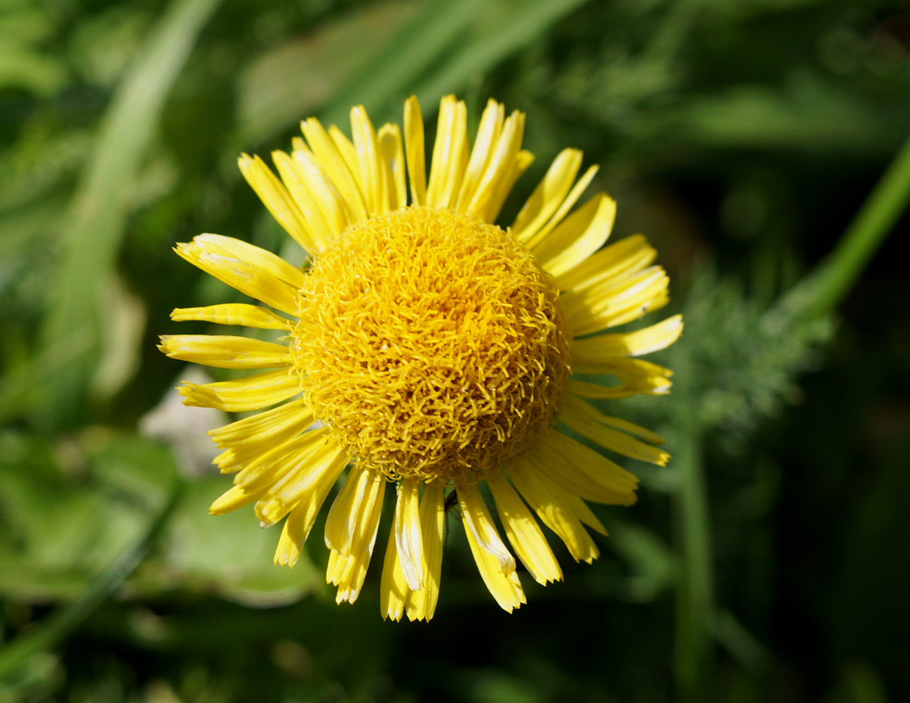 Image of Inula britannica specimen.