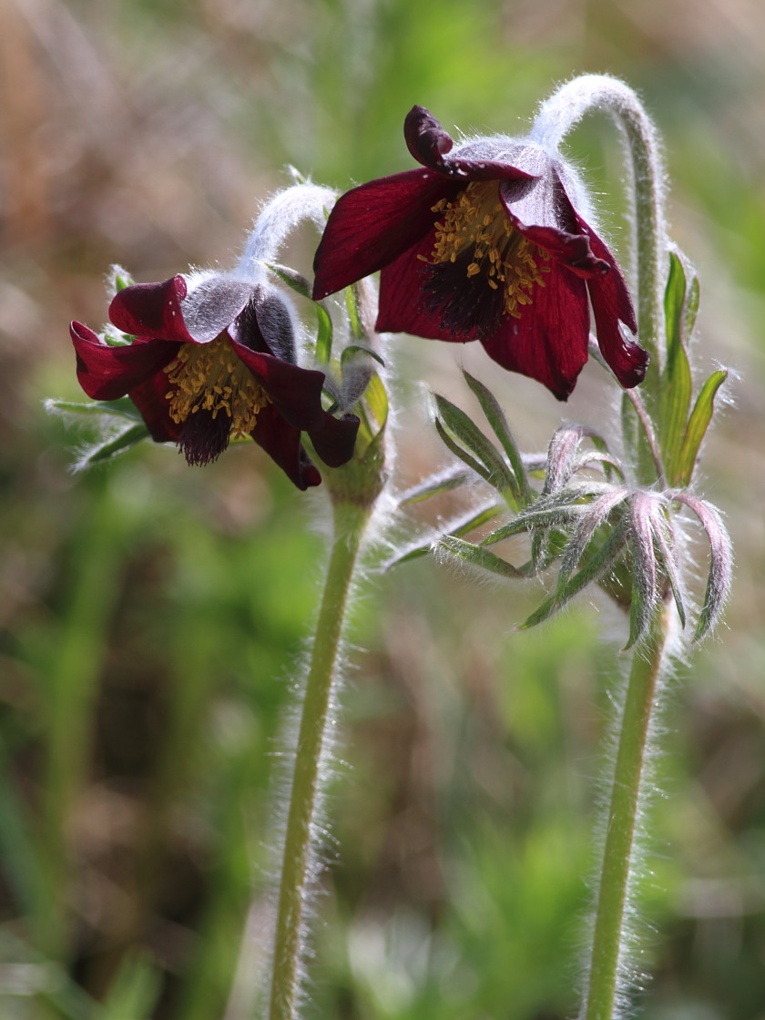 Изображение особи Pulsatilla bohemica.