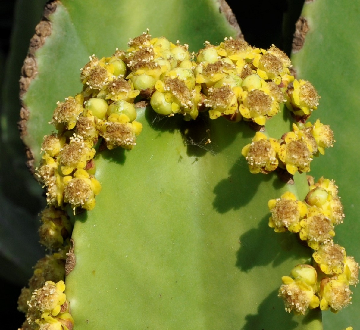 Image of Euphorbia ingens specimen.