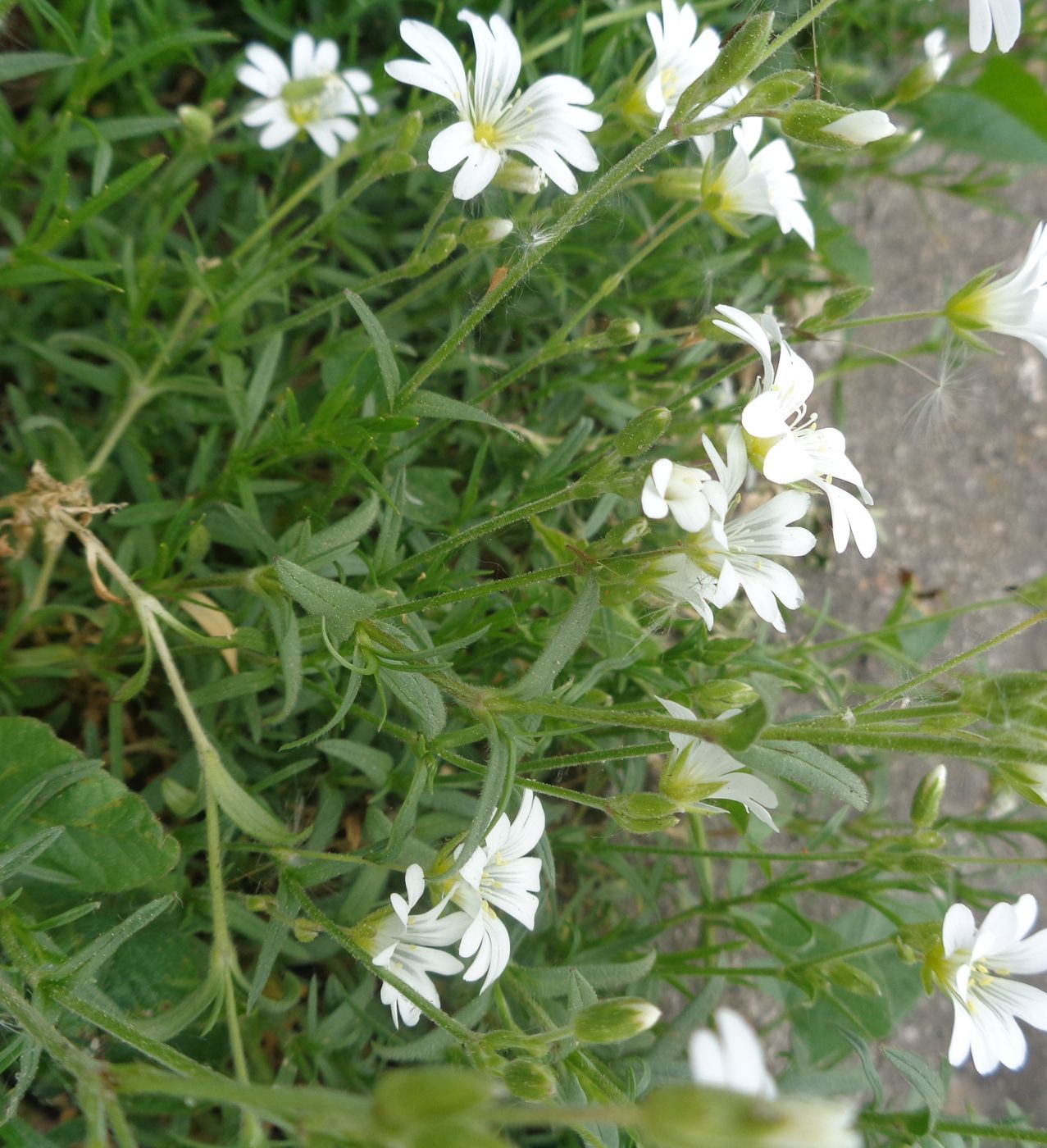 Image of Cerastium arvense specimen.