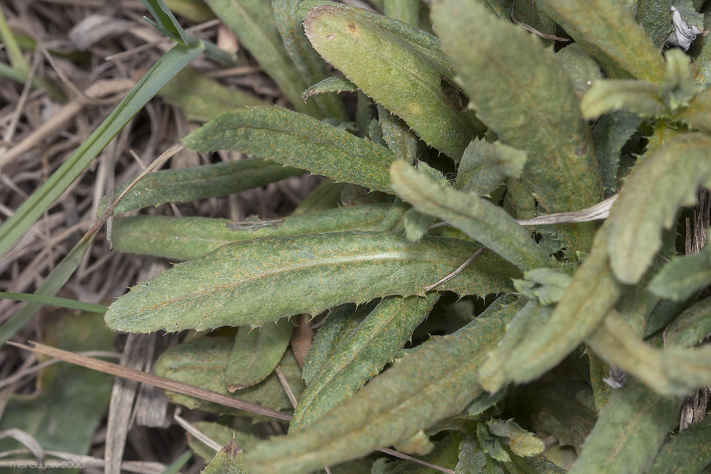 Image of familia Asteraceae specimen.