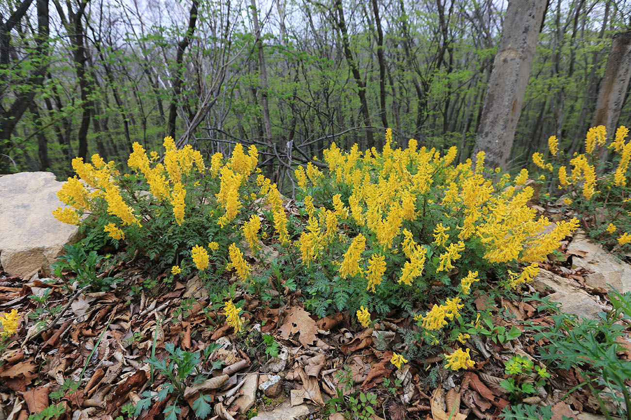 Изображение особи Corydalis speciosa.