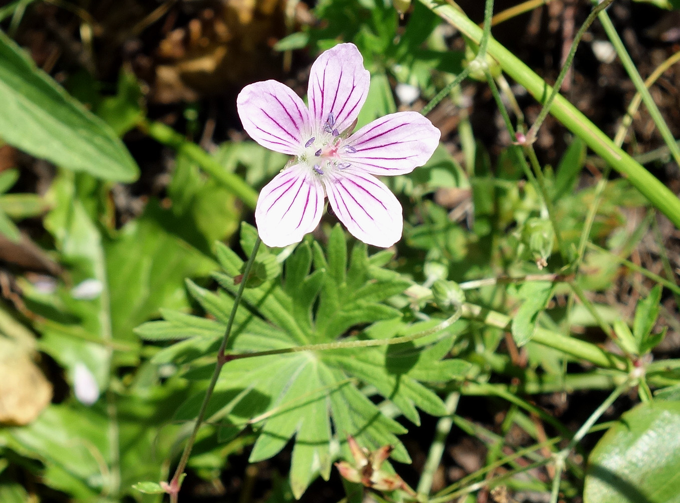 Image of Geranium dahuricum specimen.