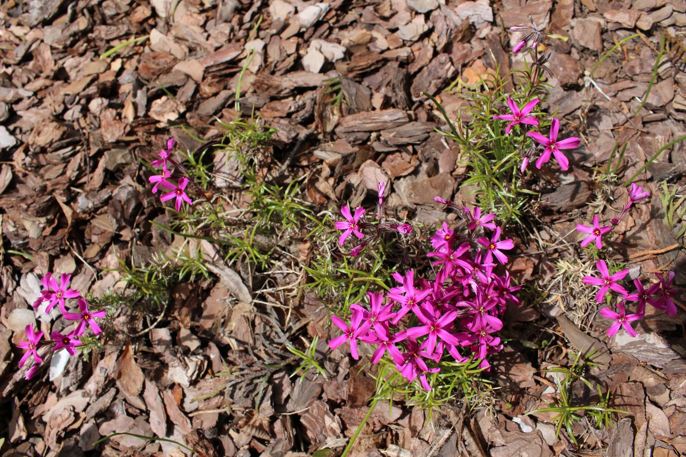 Изображение особи Phlox subulata.