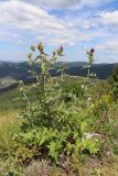 Cirsium laniflorum