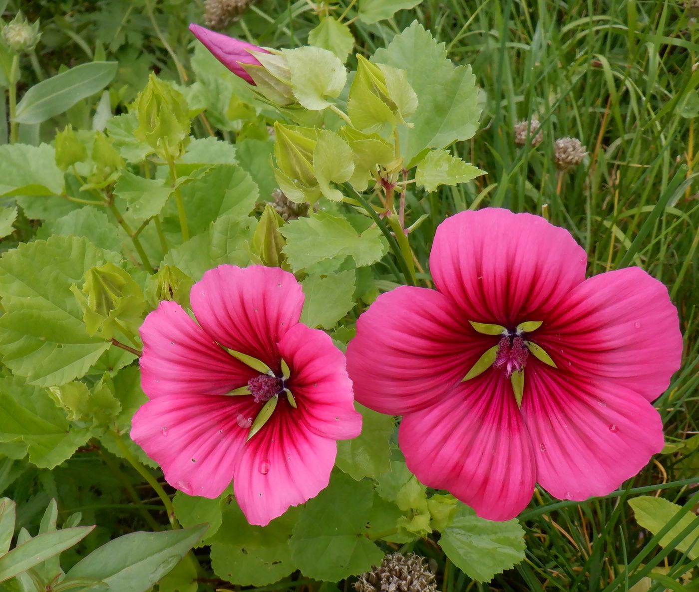 Изображение особи Malope trifida.