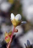 Saxifraga cartilaginea. Цветок (видна чашечка). Республика Адыгея, Майкопский р-н, Кавказский биосферный заповедник, предвершинный гребень горы Пшехо-Су, выс. ок. 2680 м н.у.м., редкие дерновины среди камней. 02.08.2020.