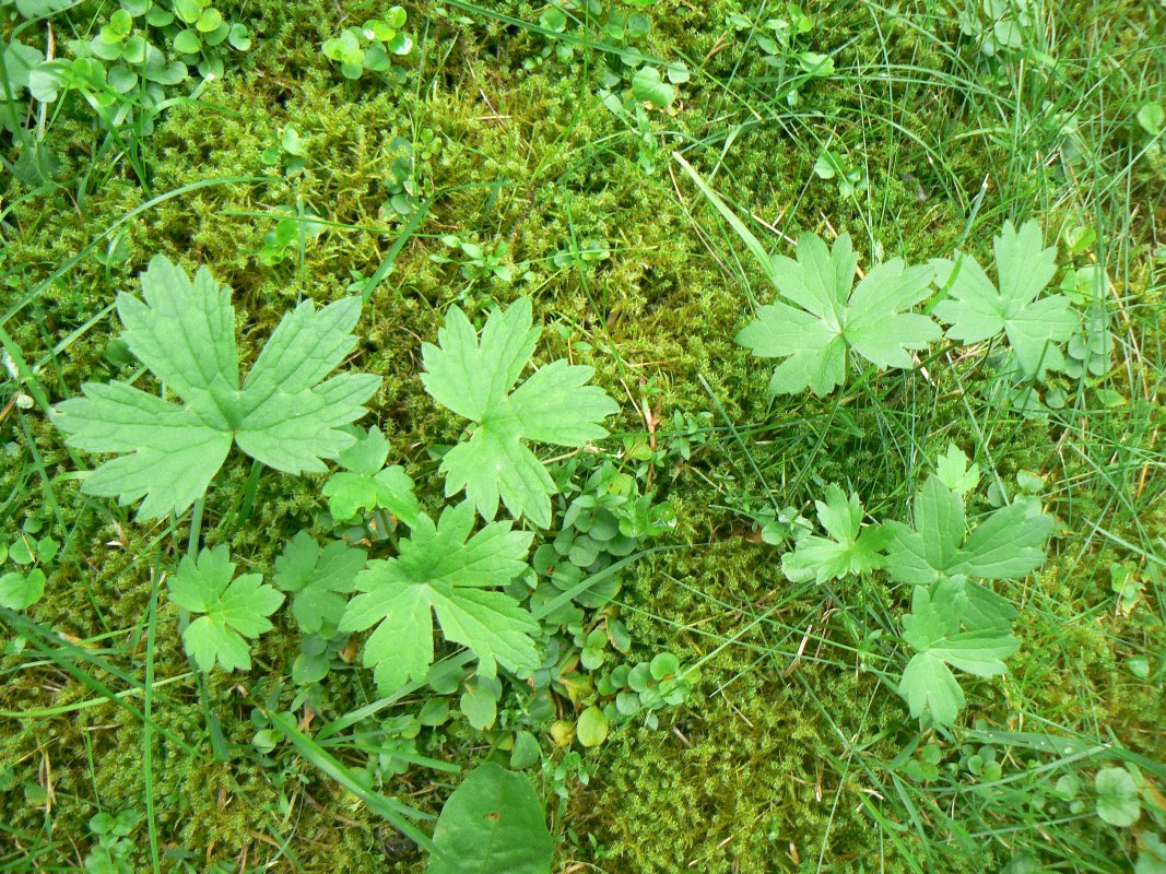 Image of genus Ranunculus specimen.
