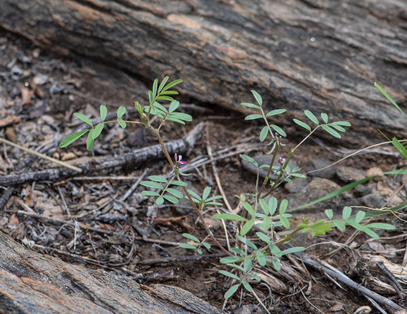 Image of Tephrosia purpurea specimen.