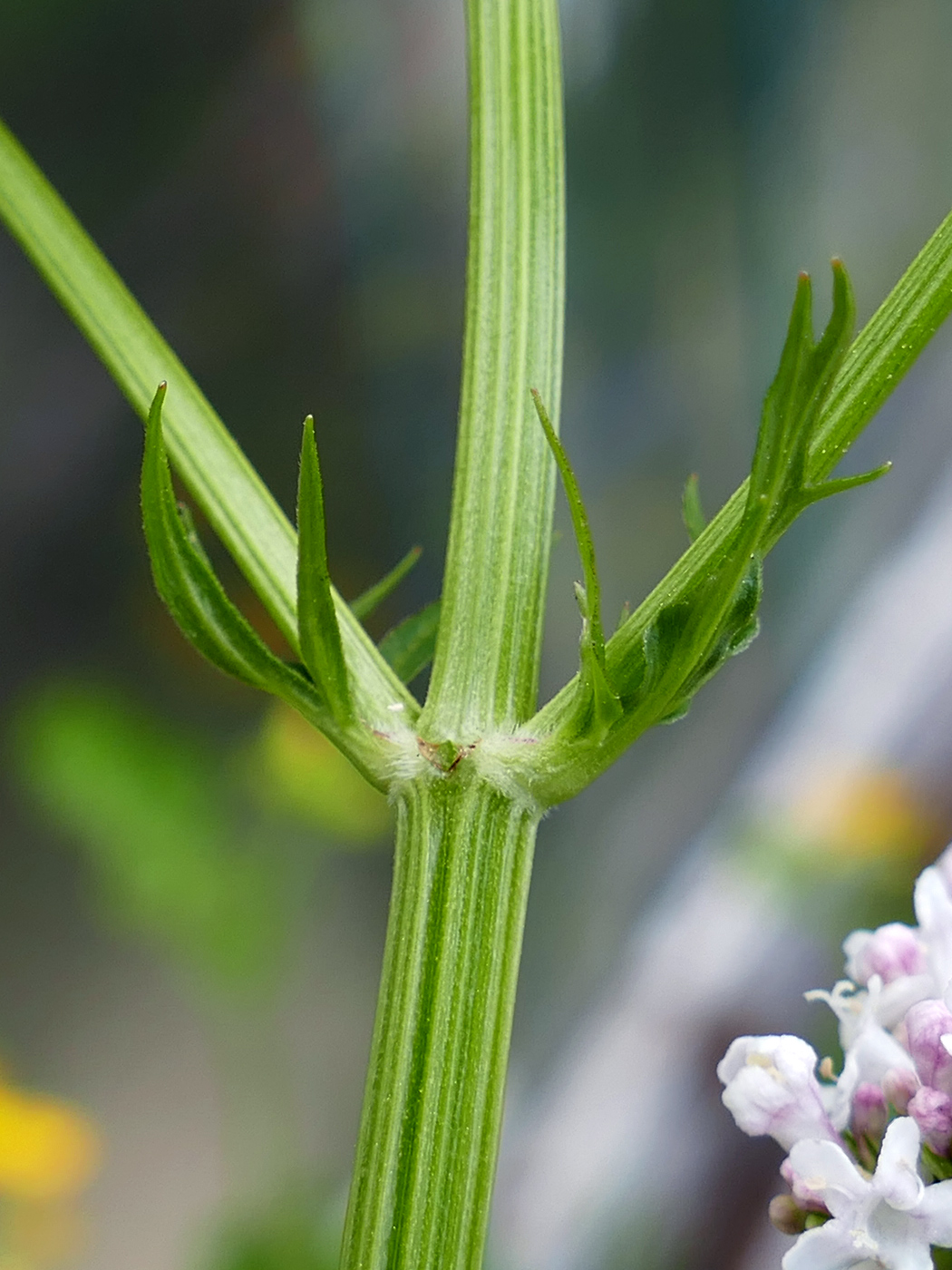 Изображение особи Valeriana wolgensis.