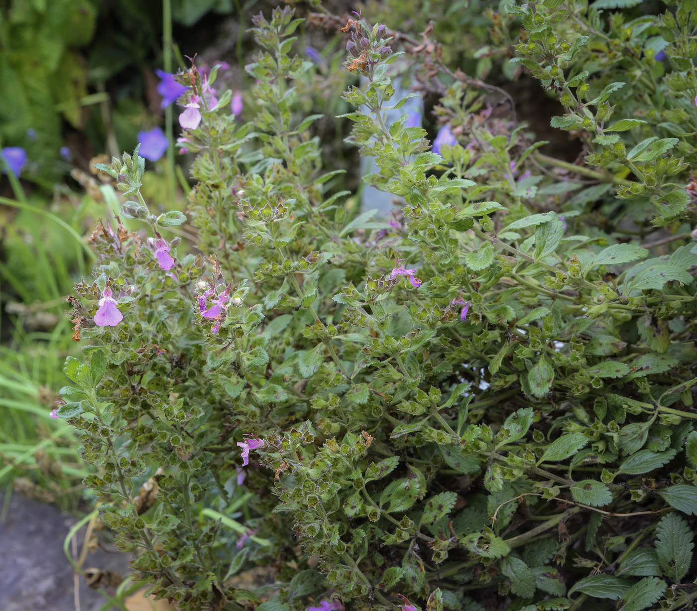 Изображение особи род Teucrium.