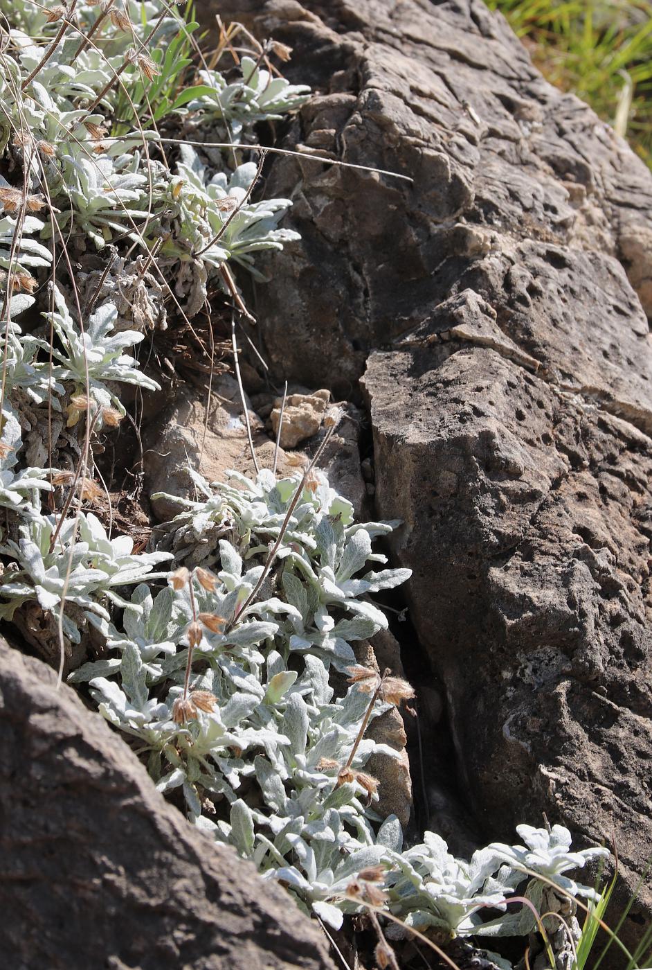 Изображение особи Salvia canescens var. daghestanica.