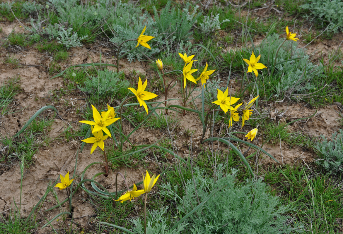 Image of Tulipa biebersteiniana specimen.