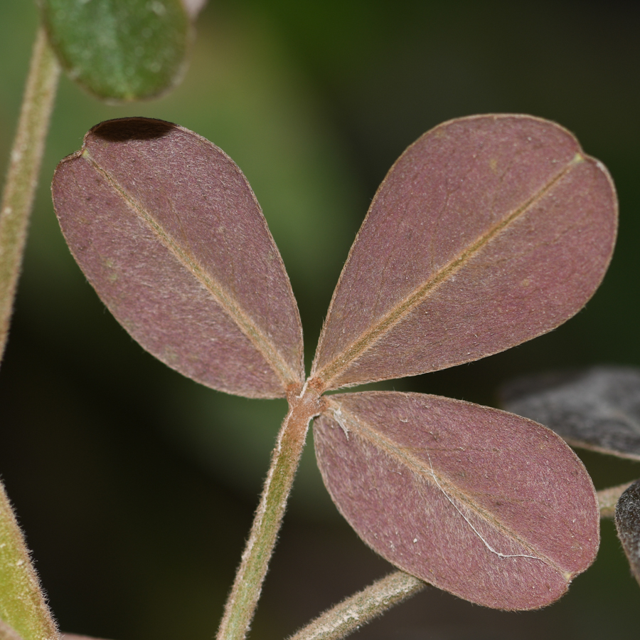 Image of genus Oxalis specimen.