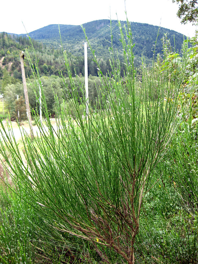 Image of Sarothamnus scoparius specimen.