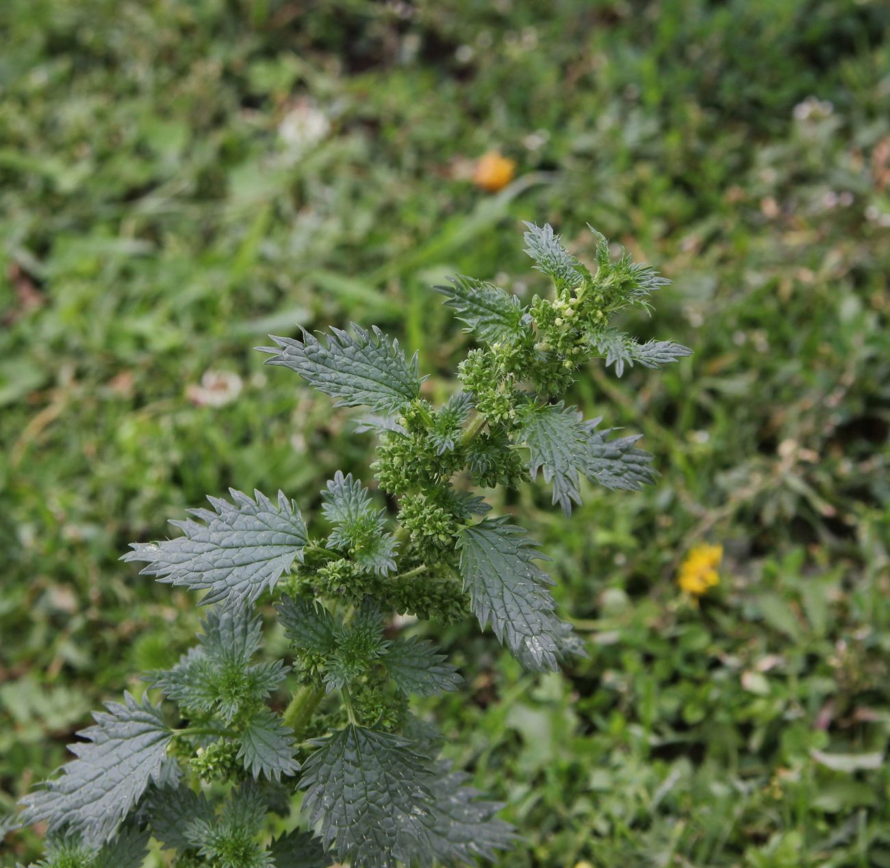 Изображение особи Urtica urens.