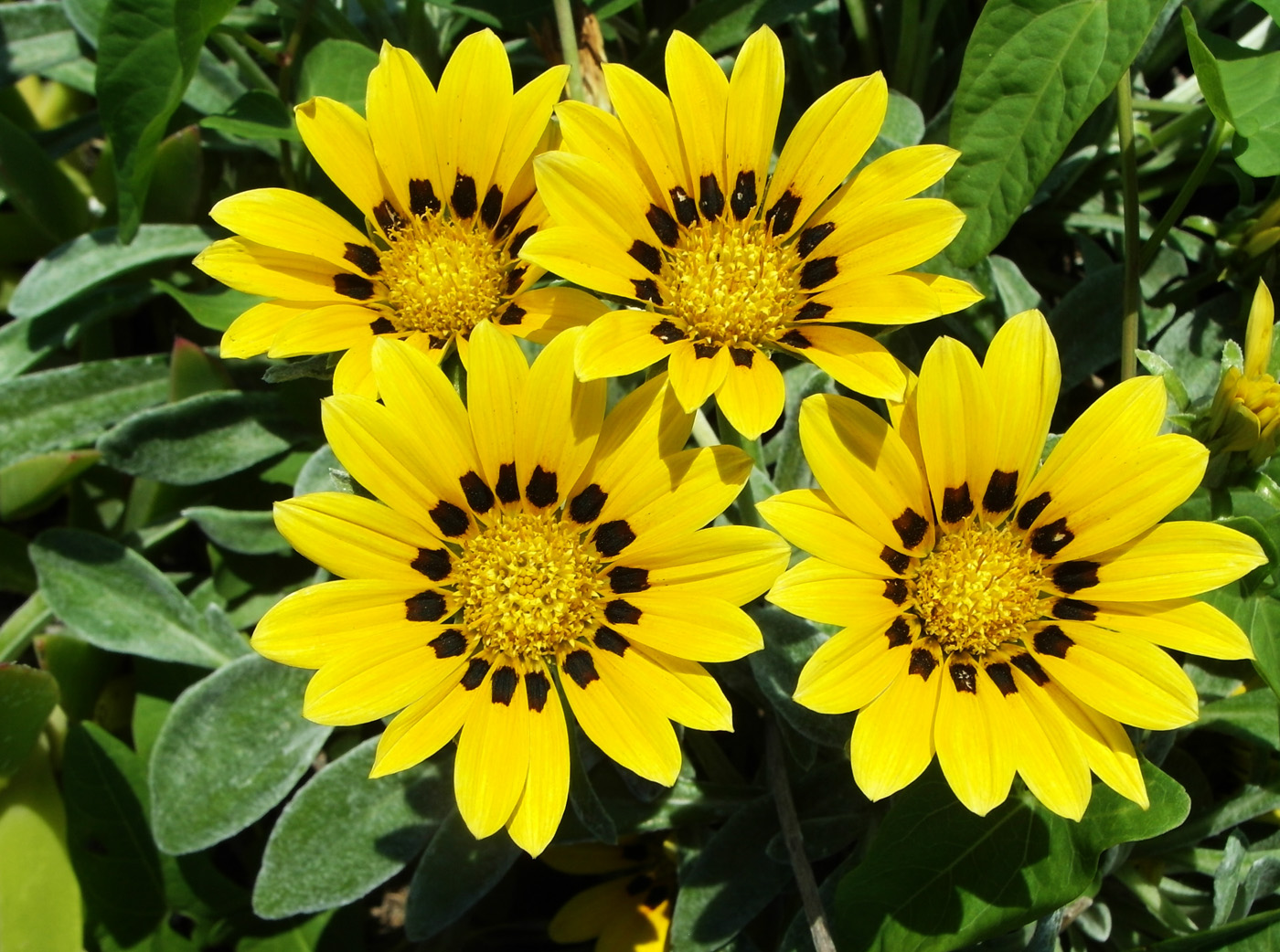 Изображение особи Gazania rigens.