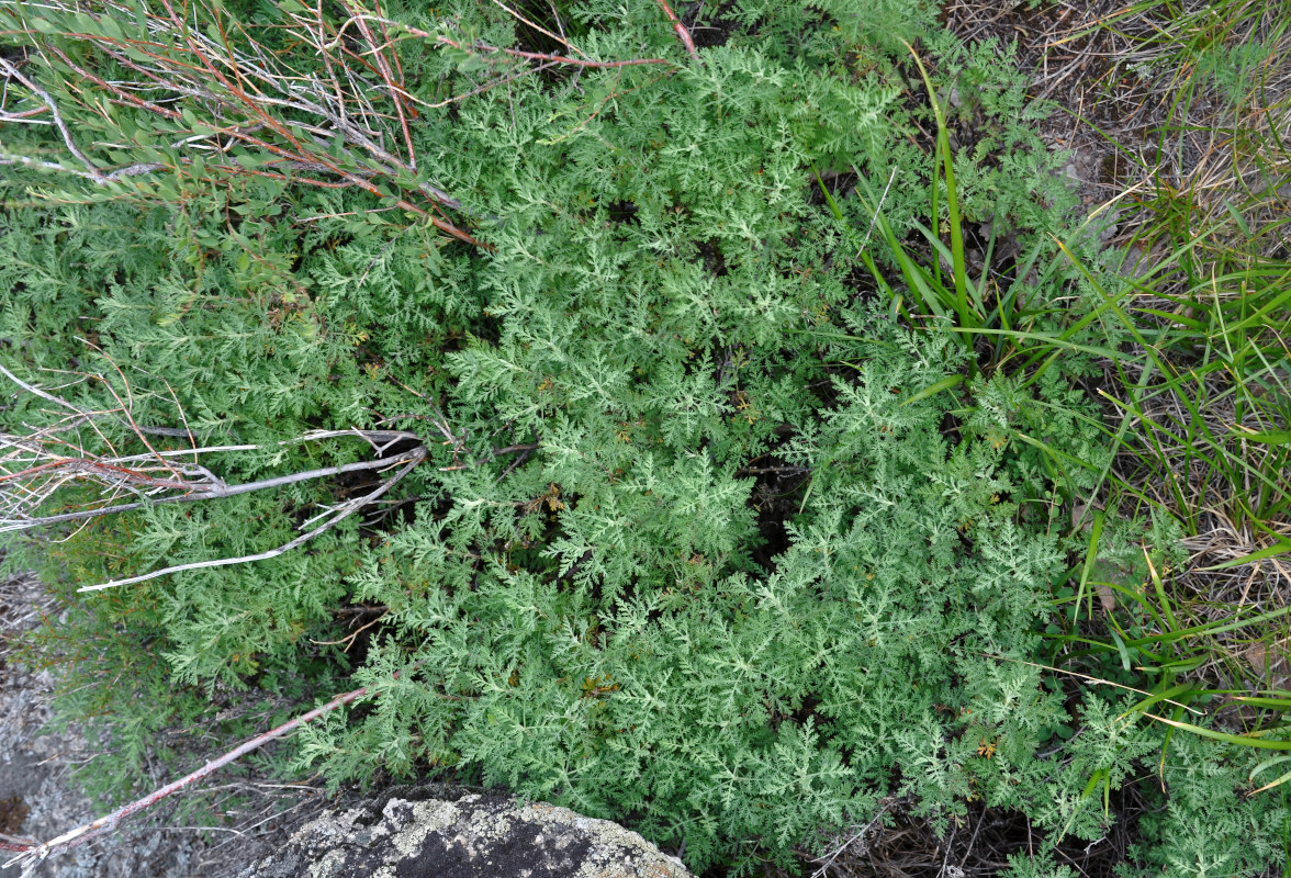 Изображение особи Artemisia stechmanniana.