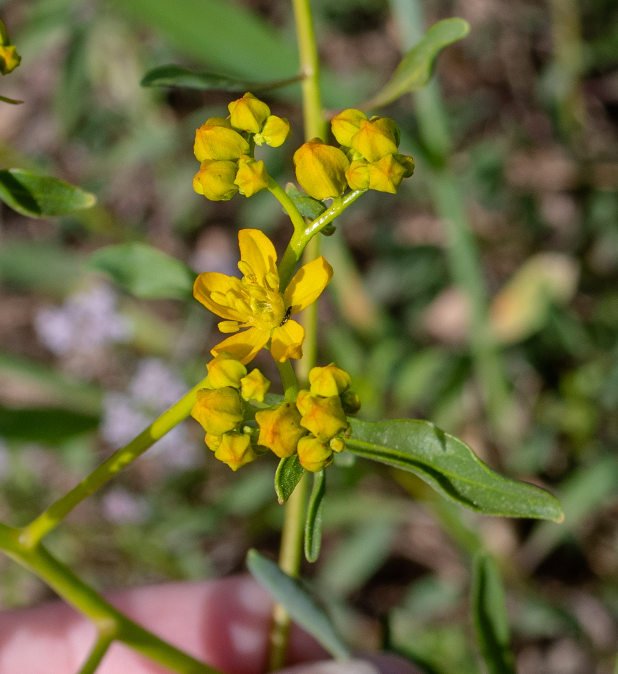 Image of Haplophyllum buxbaumii specimen.