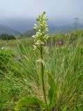 Platanthera chlorantha