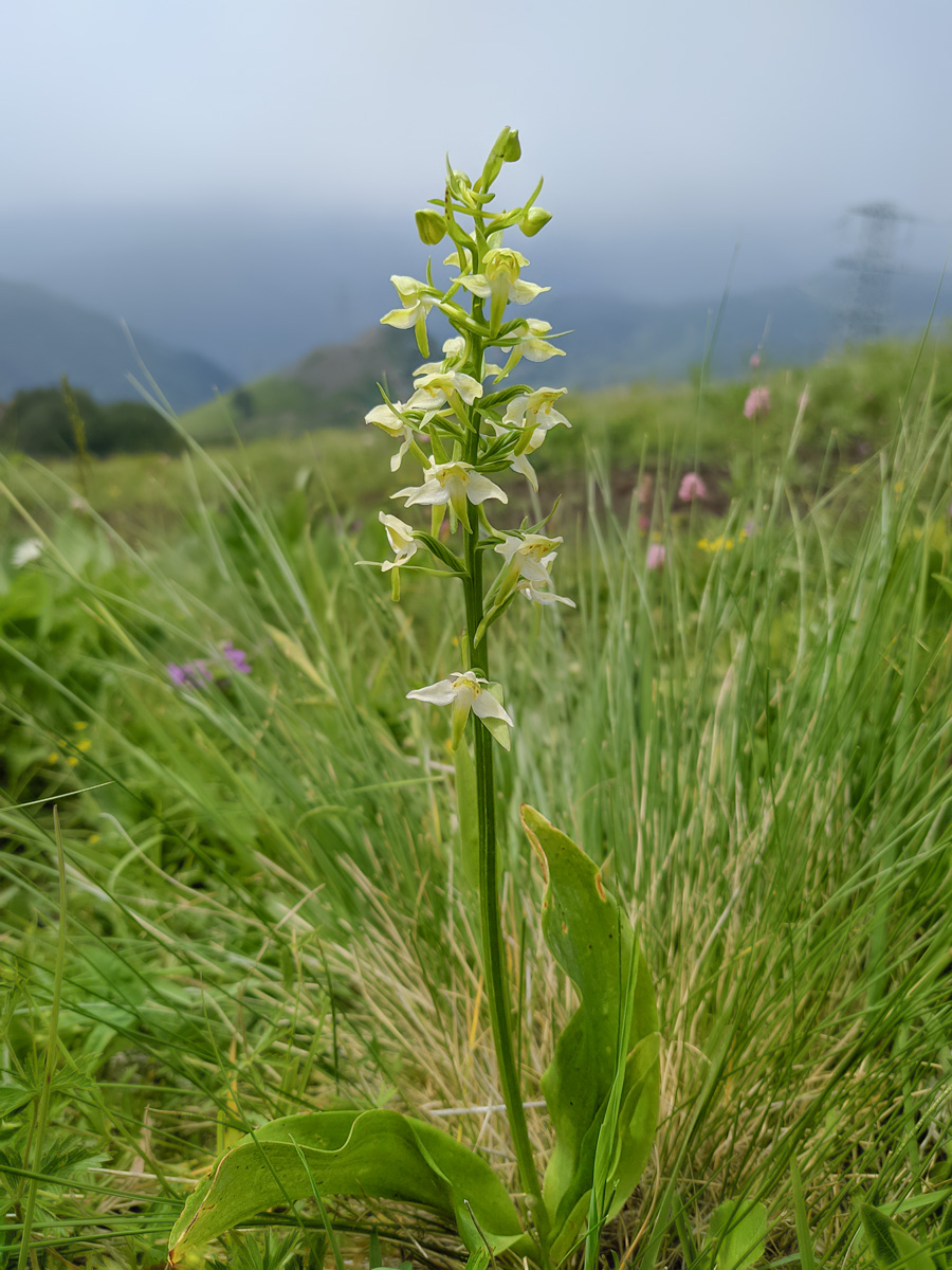 Изображение особи Platanthera chlorantha.