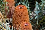 Banksia blechnifolia. Верхушки соцветий и части листьев. Израиль, Иудейские горы, г. Иерусалим, ботанический сад университета, участок растений Австралии. 01.05.2019.