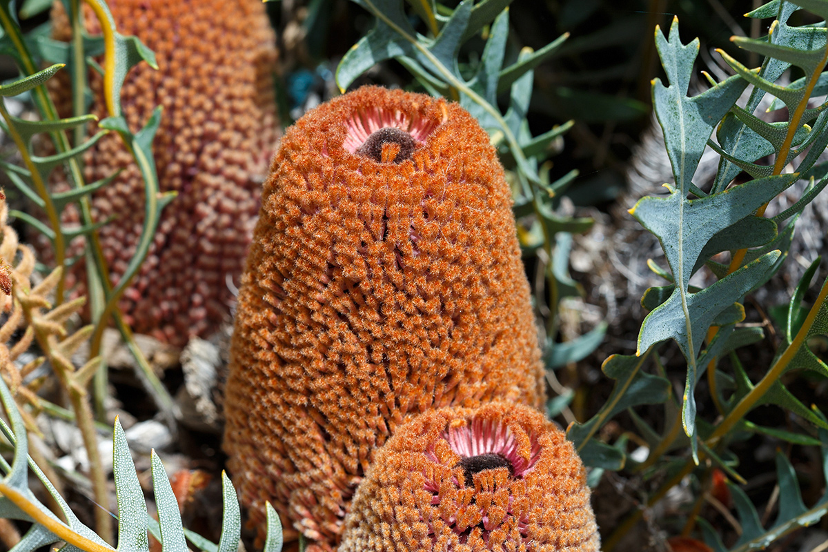 Image of Banksia blechnifolia specimen.