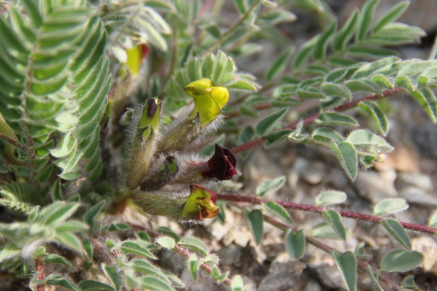 Image of Astragalus substipitatus specimen.