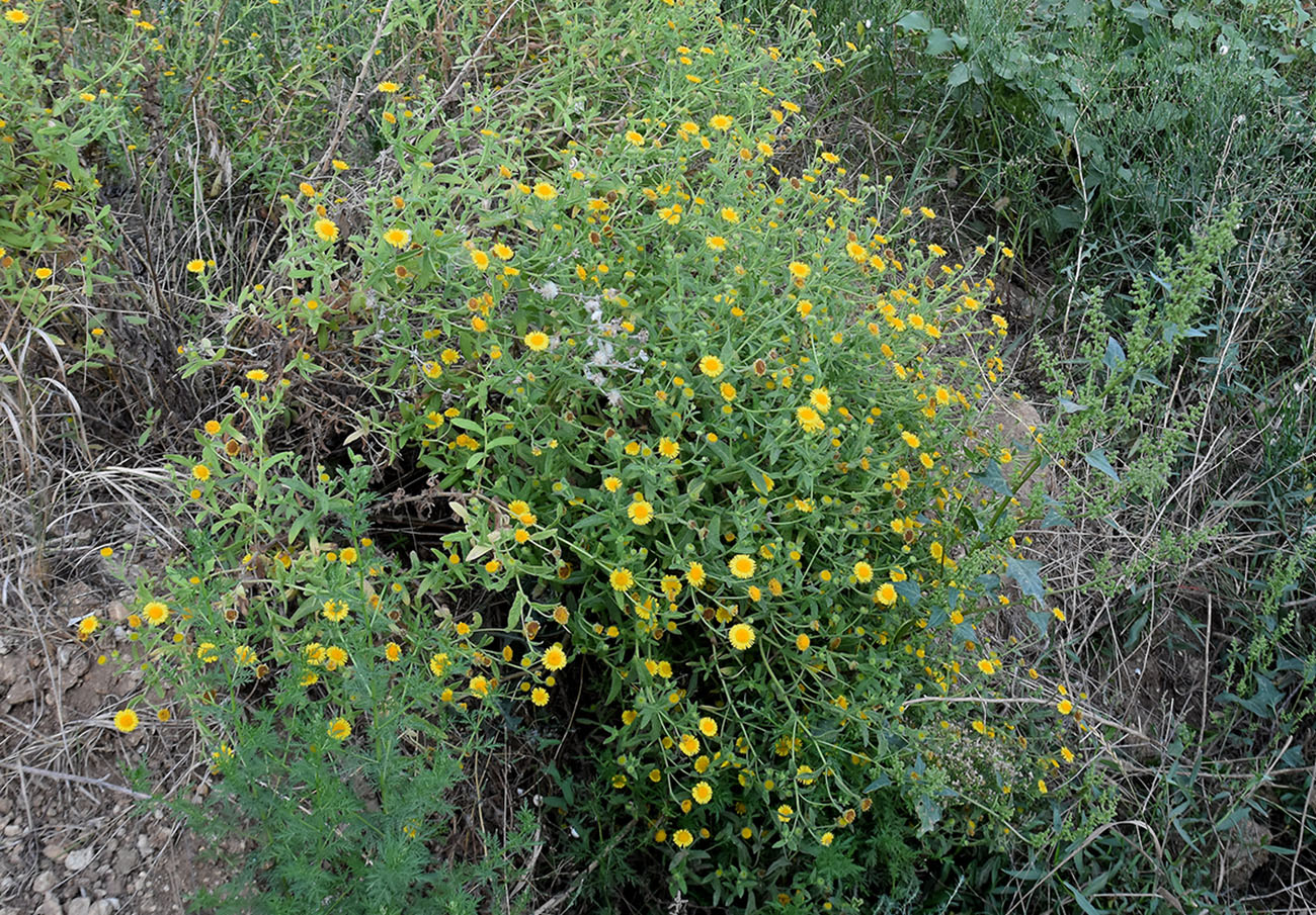 Image of Pulicaria dysenterica specimen.