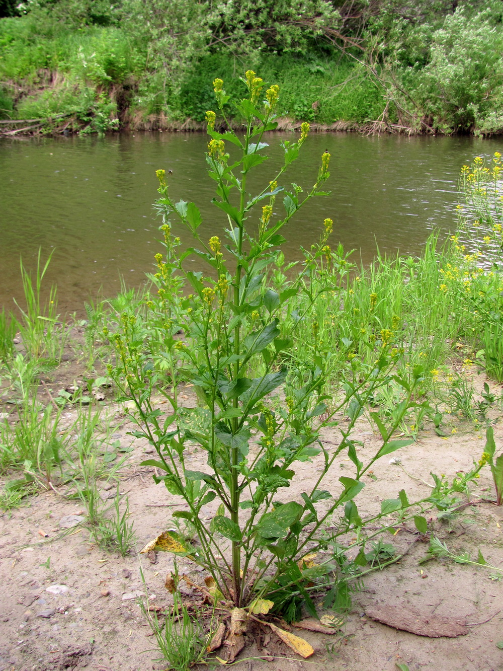 Image of Barbarea stricta specimen.