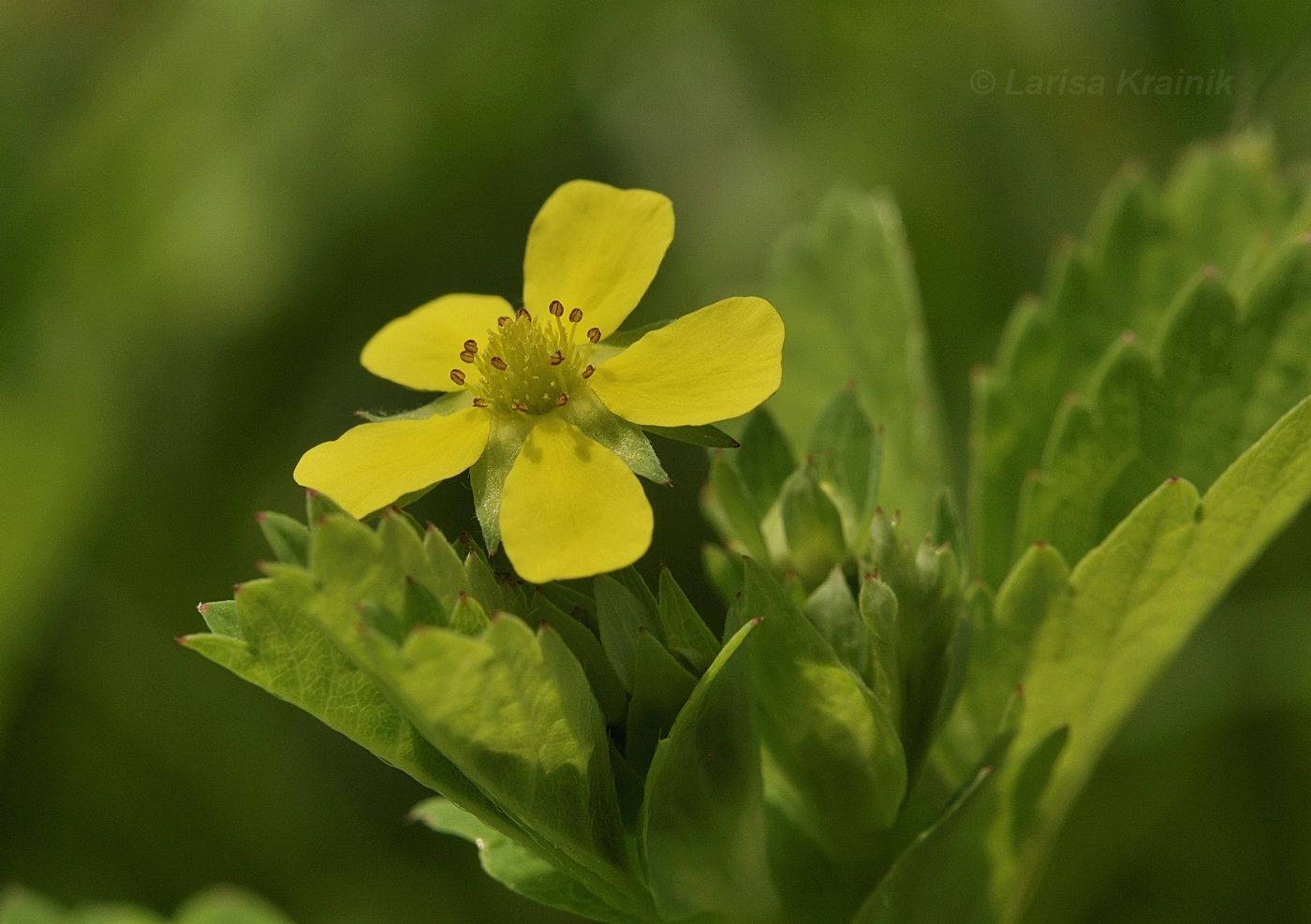 Изображение особи Potentilla centigrana.