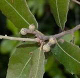 Quercus calliprinos. Часть побега с развивающимися плодами. Израиль, горы Самарии, западная часть, поселение Альпей Менаше, обочина грунтовой дороги. 28.04.2022.Израиль, горы Самарии, западная часть, поселение Альпей Менаше, обочина грунтовой дороги. 09.05.2021.