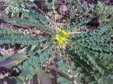 Astragalus andaulgensis. Цветущее растение. Казахстан, Заилийский Алатау, Аксайское ущелье, 1800 м н.у.м. 22.09.2010.